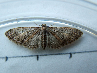 Brindled Pug